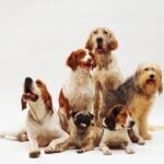 Beautiful shot of different dog breeds resting on a white surface with a white background