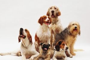 Beautiful shot of different dog breeds resting on a white surface with a white background