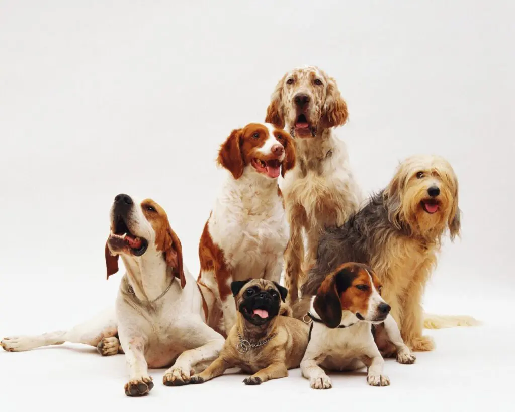 Beautiful shot of different dog breeds resting on a white surface with a white background