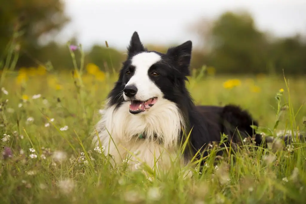 border-collie-6391794_1280