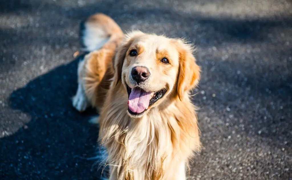 golden-retriever-1059490_1280