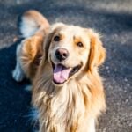 golden-retriever-1059490_1280