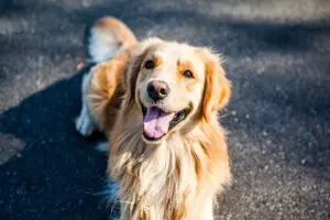 golden-retriever-1059490_1280