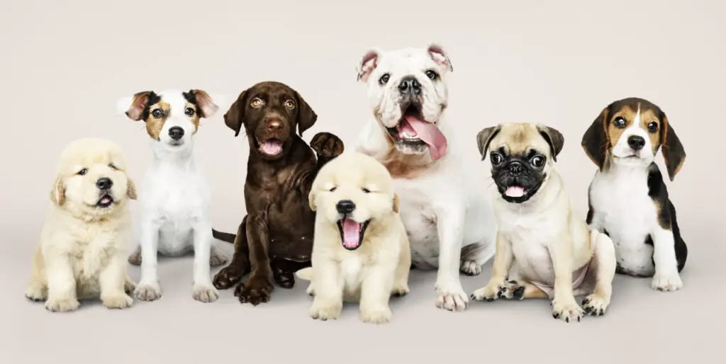 Group portrait of adorable puppies