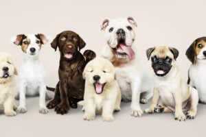 Group portrait of adorable puppies