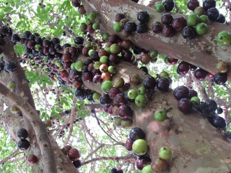 A jabuticaba foi a fruta brasileira melhor colocada no ranking das melhores frutas do mundo