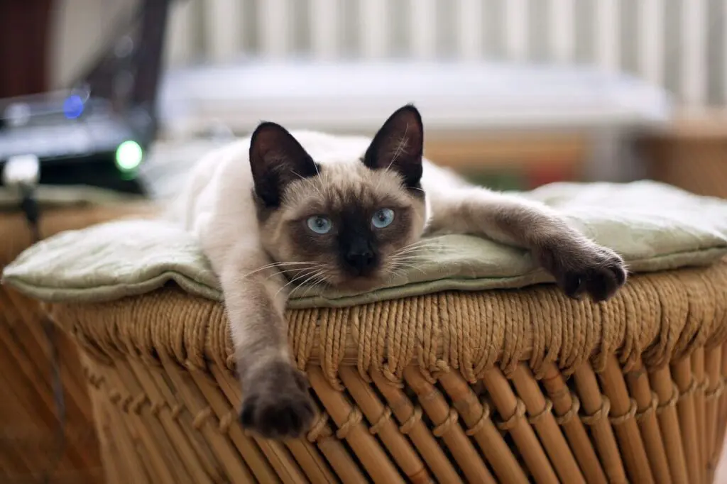 Siamês é uma das raças de gatos que se destacam