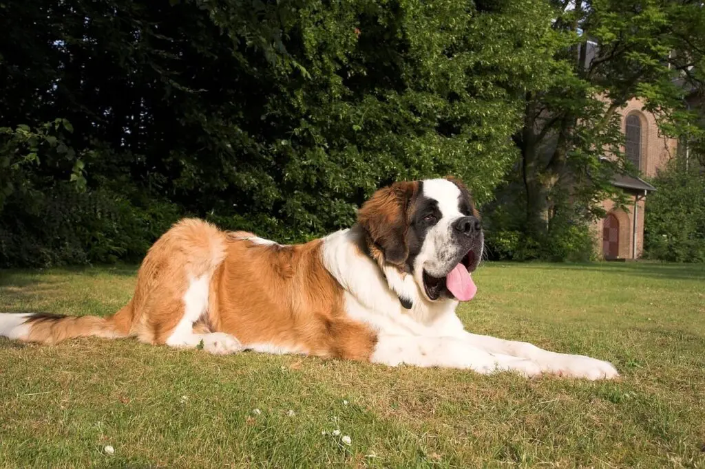 São Bernardo é um  cachorro que precisa de espaço