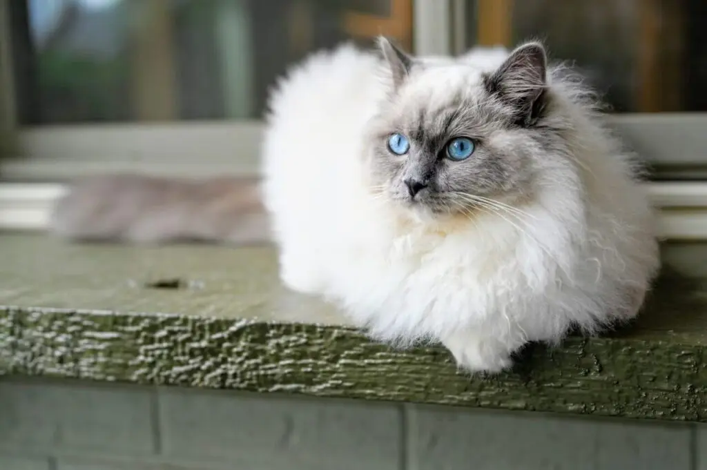 Ragdoll é uma das raças de gatos mais carinhosas