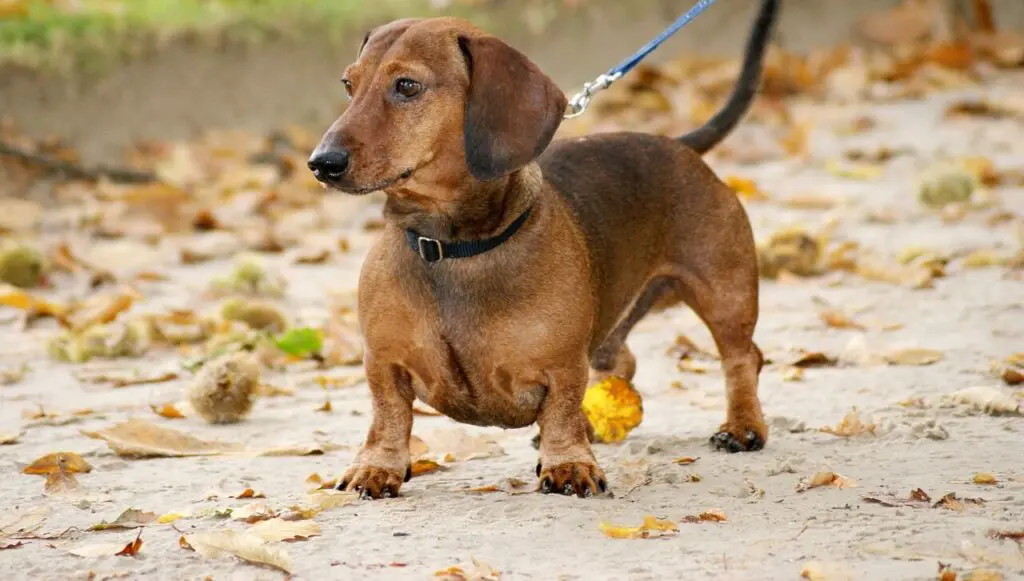 Dachshunds ou Salsicha é uma raça de cachorro que tem bastante problema de saúde