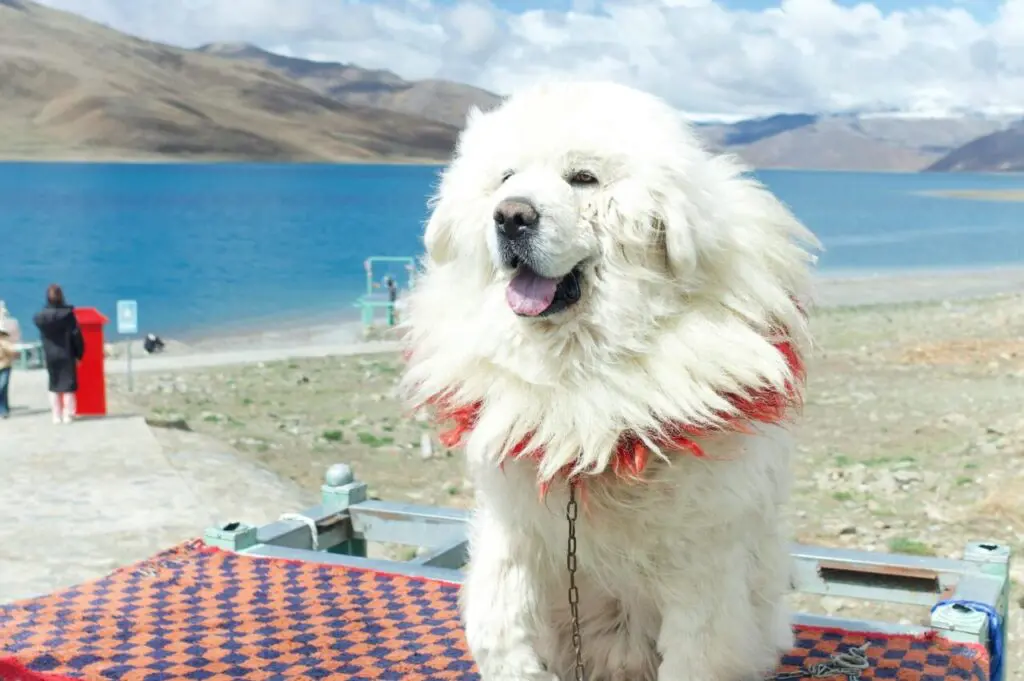 Mastim tibetano é cachorro que precisa de espaço para ter qualidade de vida