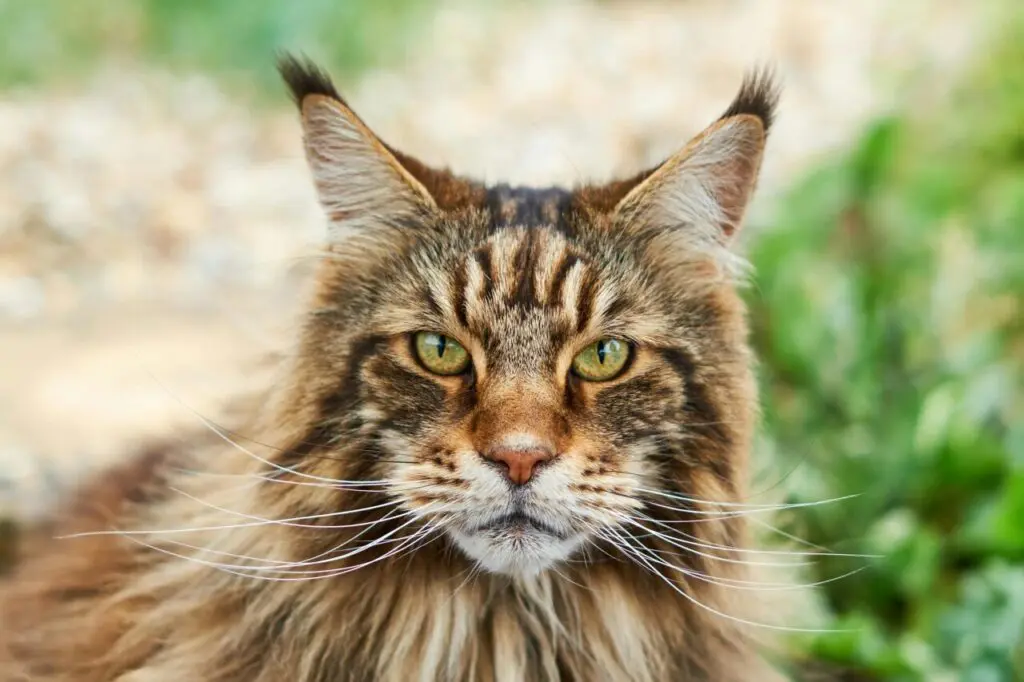 maine coon é uma das raças de gatos