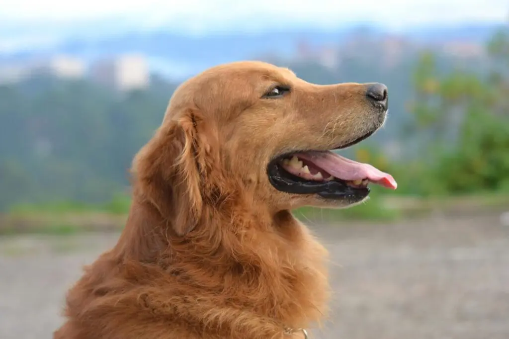 Golden retriever, um dos cachorros mais fiéis