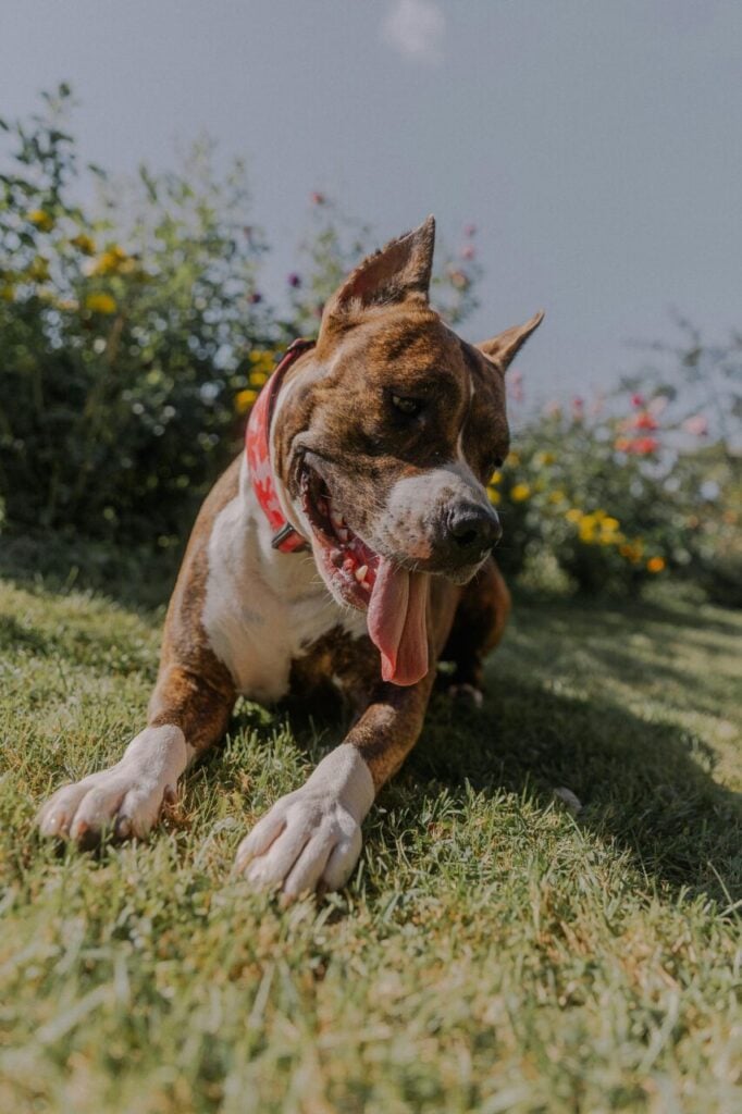 um dos cachorros mais fiéis