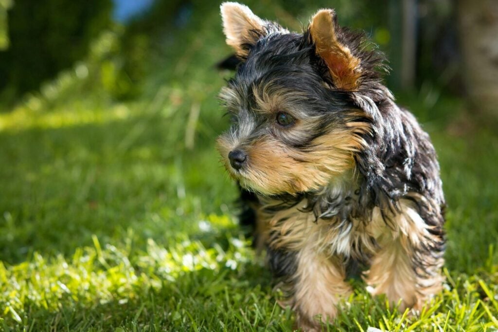 Yorkshire terrier, um dos cachorros mais fiéis