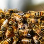 honey-bees-326334_1280