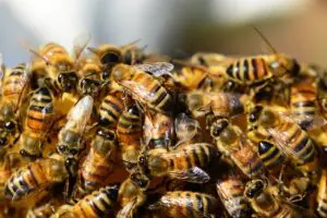 honey-bees-326334_1280