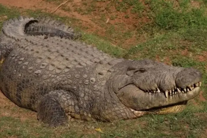 Henry, o crocodilo mais velho do mundo