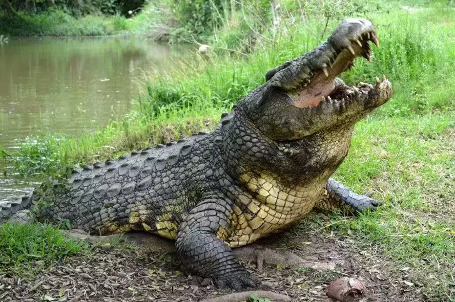 Henry, o crocodilo mais velho do mundo tem 123 anos