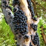 jabuticaba-834458_1280