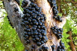 jabuticaba-834458_1280