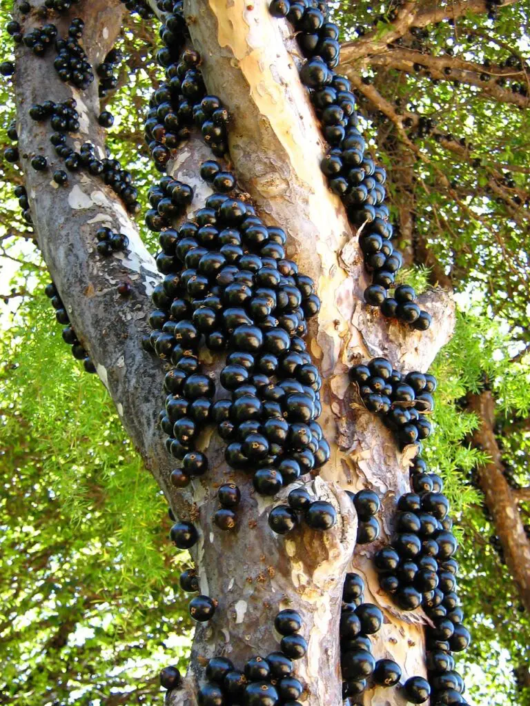 jabuticaba-834458_1280