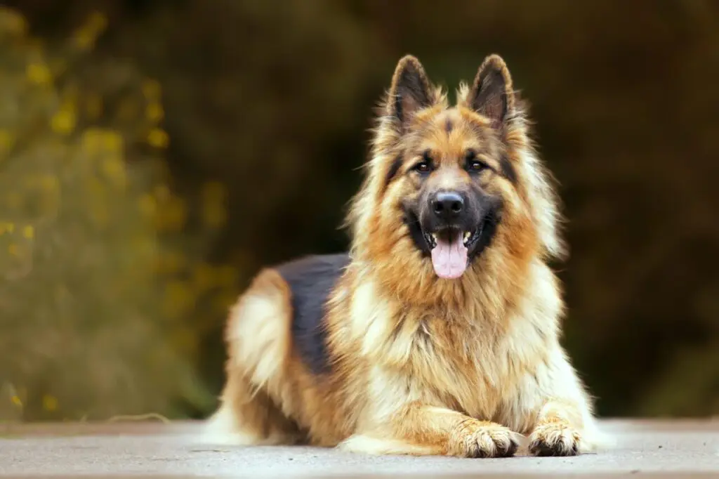 Selective focus shot of an adorable german shepherd outdoors during daylight