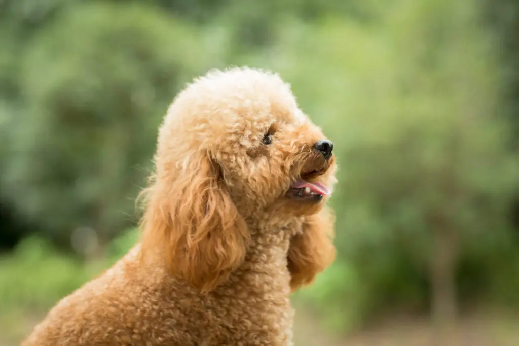 Toy Poodle On Grassy Field