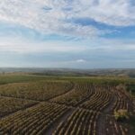 Fazenda Umuarama, em Minas Gerais, pertence a família maringaense que vende café para quatro Estados. /Foto: Divulgação