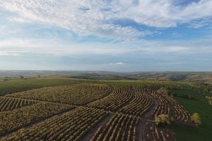 Fazenda Umuarama, em Minas Gerais, pertence a família maringaense que vende café para quatro Estados. /Foto: Divulgação