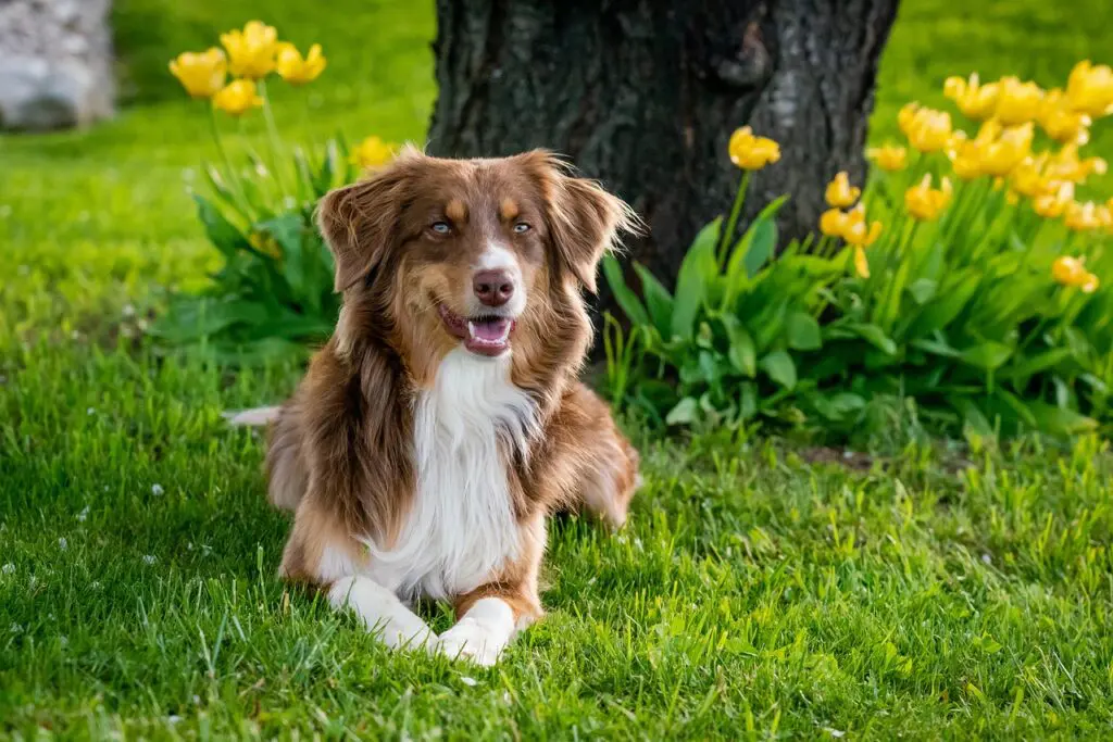 australian-shepherd-7176981_1280