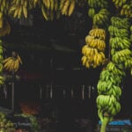 Bananas hanging from a store in India