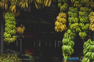 Bananas hanging from a store in India