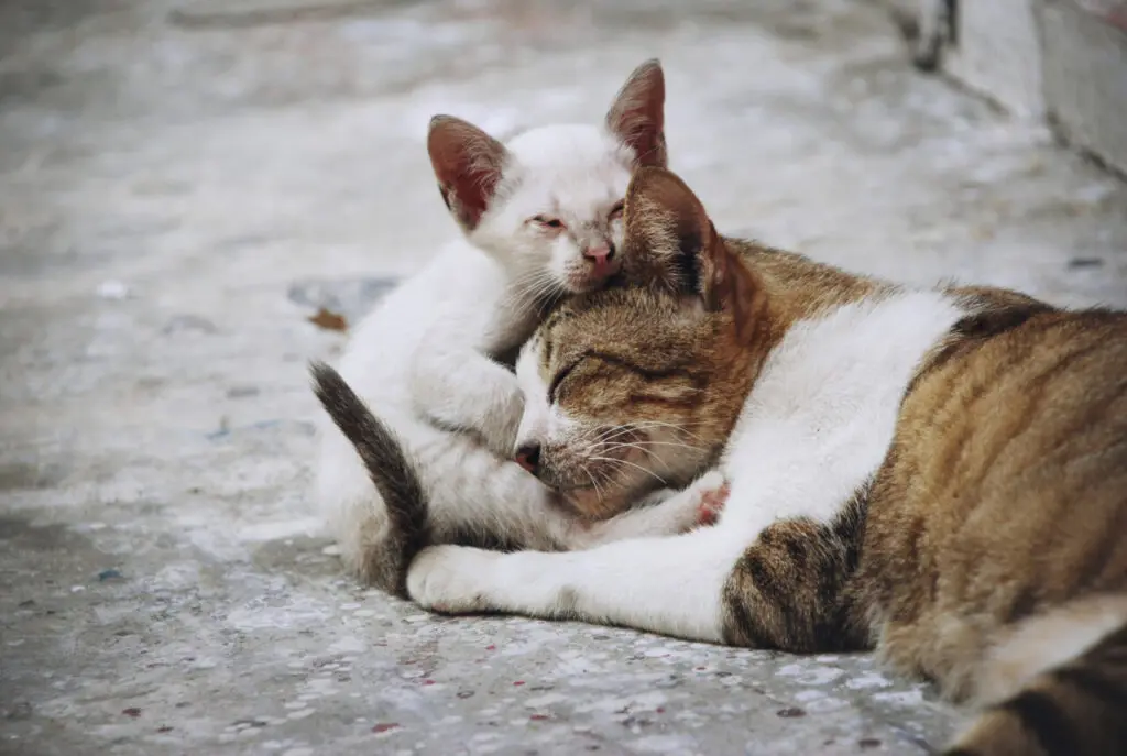 gatos