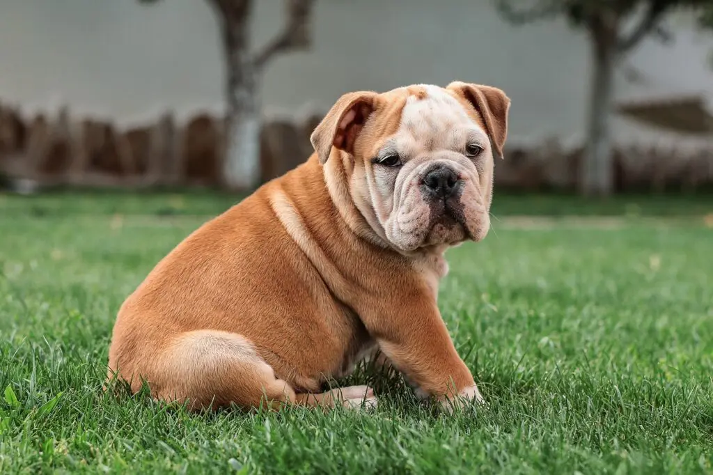 english-bulldog-5422018_1280