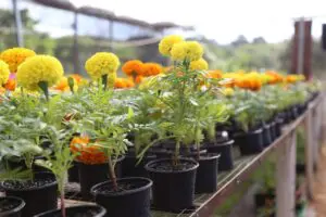 festa das flores