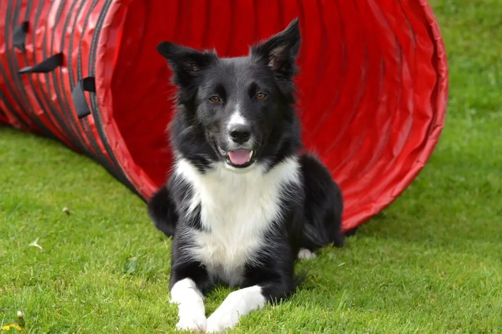 cachorros: border collie