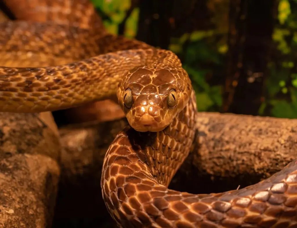 cobras insfestam ilha paradisíaca