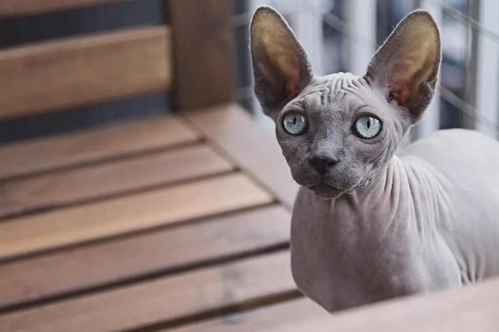 gatos: Sphynx