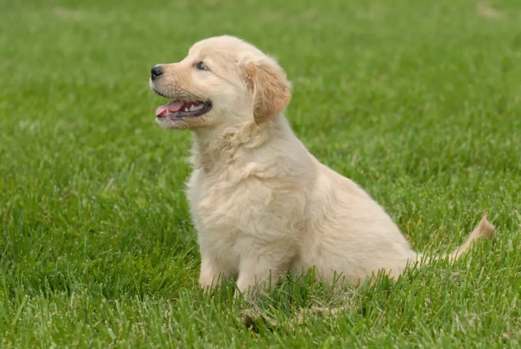 Shallow focus shot of a cute Golden Retriever puppy sitting on a grass ground