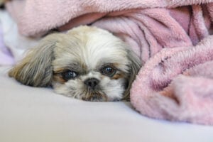 Shih Tzu puppy lying under a blanket on the bed