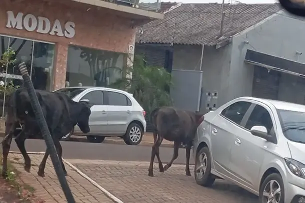 vacas-invadem-ruas-e-avenidas-em-tamboara-67519eaa7d572