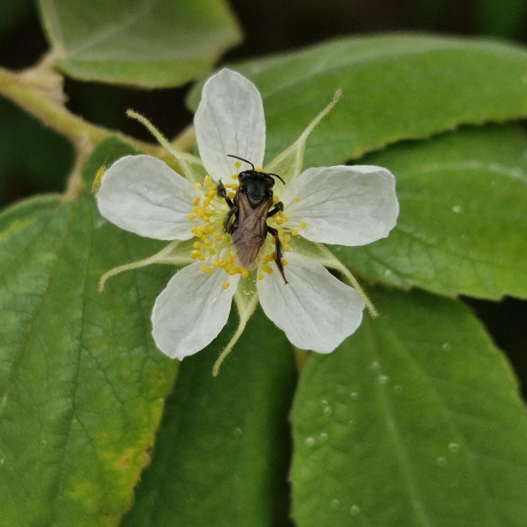 Flor da calabura – Fruta do algodão doce