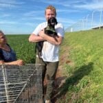 Cachorrinha some em acidente e é reencontrada depois de 22 dias