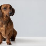 close-up-beautiful-dachshund-dog