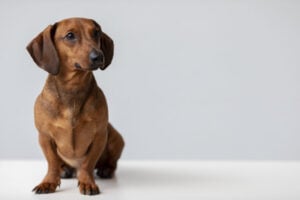 close-up-beautiful-dachshund-dog