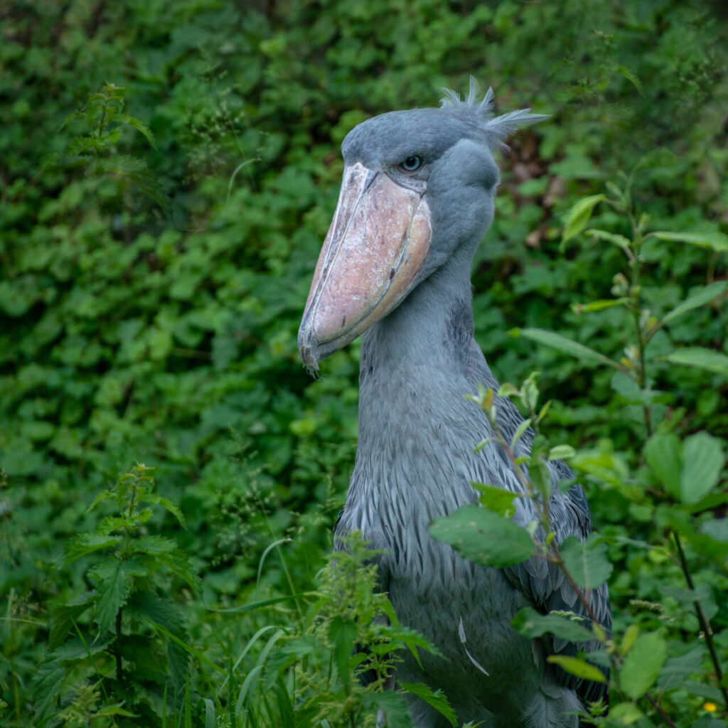  cegonha-bico-de-sapato