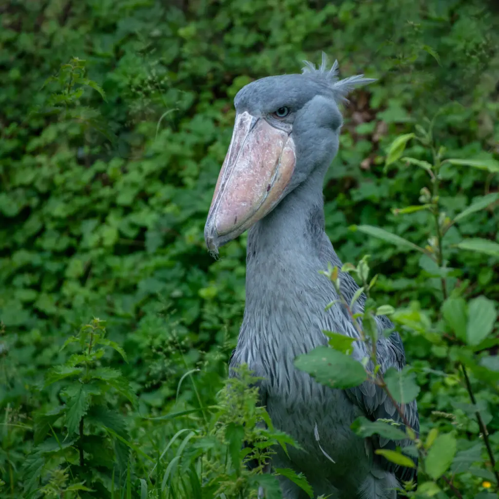cegonha-bico-de-sapato