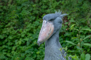 Selective focus shot of a shoebill stork surrounded by greenery