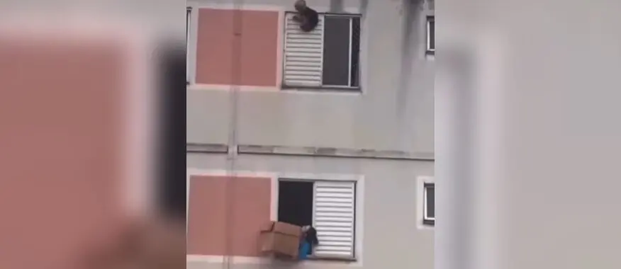 Vídeo: Cachorro preso em janela de condomínio é salvo por moradora com caixa de papelão e resgate emociona